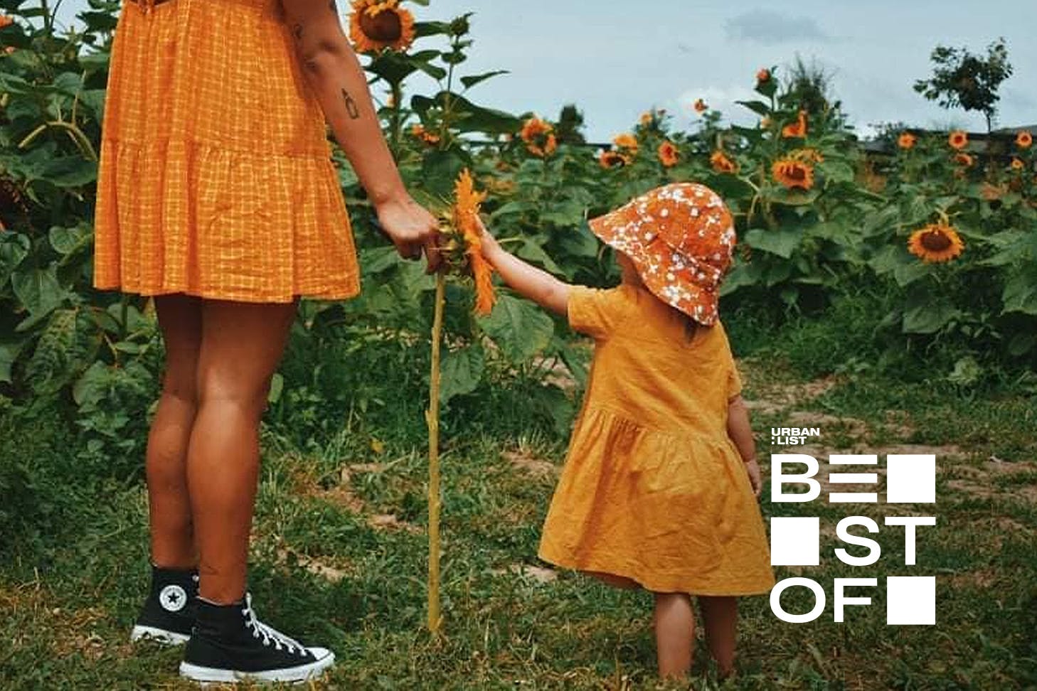 A child in a yellow dress and hat reaches out to touch the face of a sunflower that’s as tall as she is at one of the best sunflower farms in NZ.
